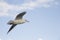 close-up seagull soaring in the sky