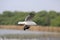 Close up seagull spread its wings beautifully,Seagull flying on mangrove forest background,View from below at bangpoo thailand