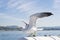 Close up Seagull with spread wings, flapped and prepared for flying on background blue sea and sky. Bird Laridae soaring.
