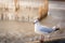 Close-Up of Seagull is Standing on Barrier Handrail at Sunset