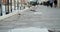 A close-up of a seagull walking along the embankment past passing people