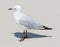 Close up of a seagull on the Whitehaven Beach