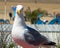 Close up of a seagull. Zandvoort beach, Netherlands