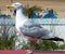 Close up of a seagull. Zandvoort beach, Netherlands