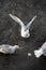 Close up of seagulls floating and flying over the water