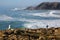 Close-up on seagulls overlooking Amoreira beach near Aljezur, with colorful landscape and dramatic cliffs, Costa Vicentina, Algarv