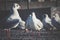 close-up of seagulls perching on footpath