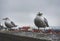 close-up of seagulls perching on retaining wall against sky