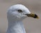 Close up of a seagulls profile portrait