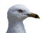 Close up of a seagulls profile portrait