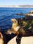 Close up of Seal on beach at La Jolla, San Diego California USA