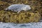 close up of seal laying on bed of seaweed on rock - taken on the Farne Islands, Northumberland, UK