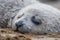 close-up of seal pup napping on the beach, its whiskers twitching