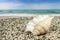 Close-up of a seashell on the seashore on the background of an oncoming wave