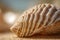 a close up of a seashell on a wooden table