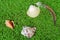 Close-up of seashells and a feather lying in a bed of green sea grass