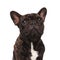 Close up of seated adorable french bulldog