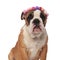 close up of seated english bulldog wearing fresh flowers headband