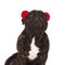 Close up of seated french bulldog with earmuffs looking up