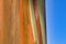 Close up section of rainbow eucalyptus tree trunk.