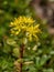 Close up of Sedum hybridum. Macro photo