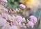 Close up of sedum pink flowers in the garden