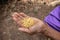 Close up seed on hand of a farmer,Seeding,Seedling,Agriculture. rice seed