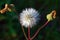 Close up of seed head of Common Sowthistle with blurred background.