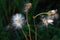 Close up of seed head of Common Sowthistle with blurred background.