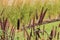 Close up of the seed heads of Purple Majesty Ornamental Millet plants in an outdoor garden