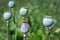 Close up on the seed heads or seed pods of poppies