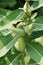 Close up of a seed pod of the common milkweed