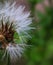 Close-up of seeded dandelion head, symbol of possibility, hope, and dreams. Good image for sympathy, get-well soon, or thinking of