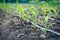 Close up seedling corn growth in field plant agriculture farm.