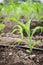 Close up seedling corn growth in field plant agriculture farm.