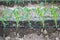 Close up seedling corn growth in field plant agriculture farm.
