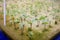 Close up seedling kale on sponge for seeds.