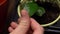 Close up of a seedling in a pot. The person touches the leaf with his hand