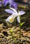 Close-up seedling of Taiwan Pleione with the natural background