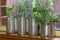 Close up of seedlings growing in reuse tin cans on window ledge, garden behind. Self sufficiency at home