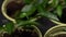 Close-up of a seedlings in pots. The person touches the leaf with his hand, removes his hand, and then touches it again