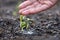 Close up seedlings of pumpkin