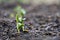 Close up seedlings of pumpkin