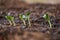 Close up seedlings of pumpkin