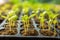 close-up of seedlings sprouting in a greenhouse tray