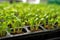 close-up of seedlings sprouting in a greenhouse tray