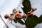 close up seeds of Evergreen spindle tree