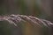 Close-up of the seeds of a native prairie grass plant