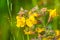 Close up of Seep monkey flower (Mimulus guttatus) blooming on the meadows of south San Francisco bay area, Santa Clara county,