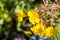 Close up of Seep monkey flower (Mimulus guttatus) blooming on the meadows of south San Francisco bay area, Santa Clara county,